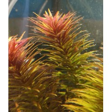 Лімнофіла ароматіка (Limnophila Aromatica)